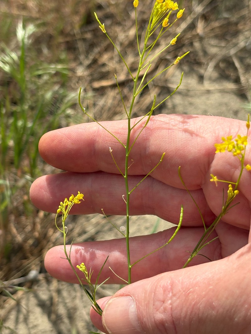 Descurainia longepedicellata