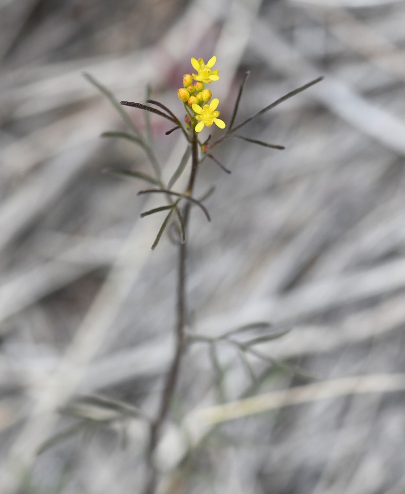 Descurainia longepedicellata photo 2