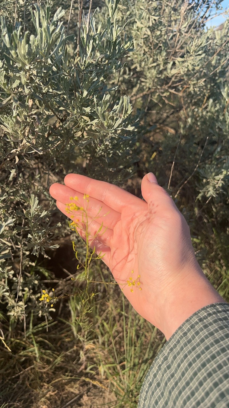 Descurainia longepedicellata photo 3