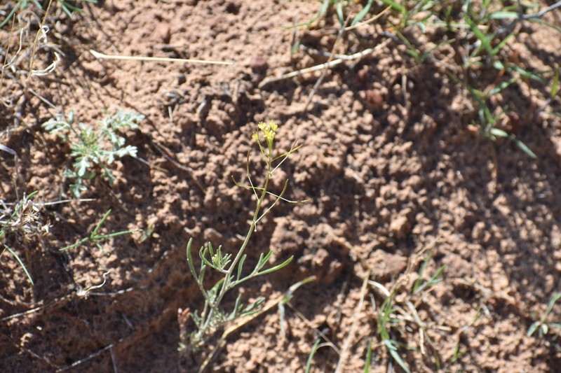 Descurainia longepedicellata photo 4