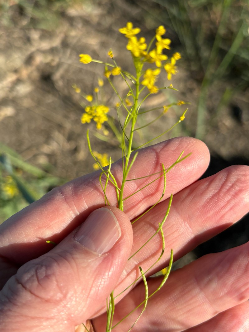 Descurainia longepedicellata photo 5