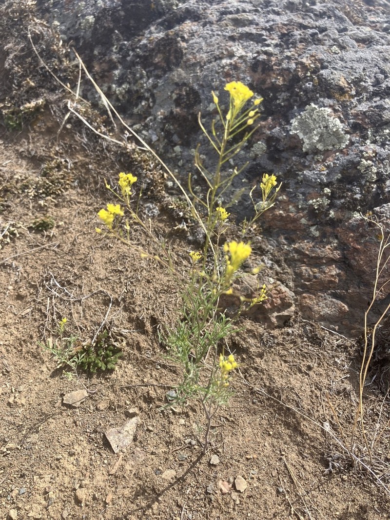 Descurainia longepedicellata photo 7