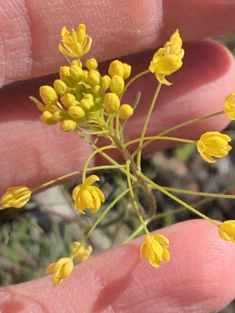 Descurainia longepedicellata photo 8