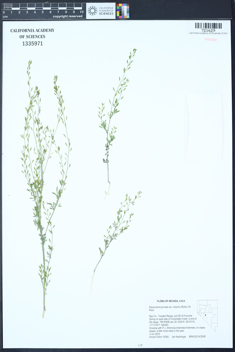 Descurainia nelsonii