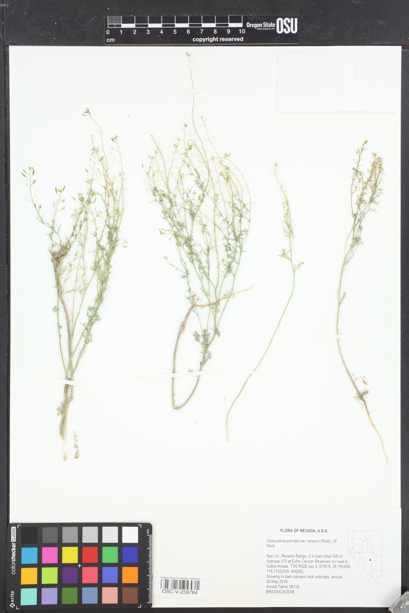 Descurainia nelsonii photo 2