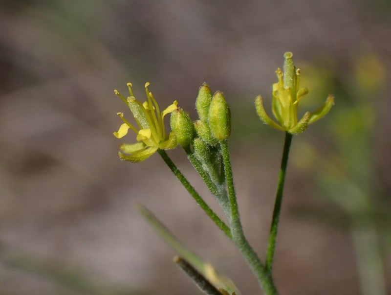 Blunt Tansymustard photo 3