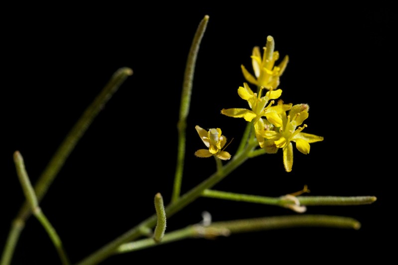 Blunt Tansymustard photo 4