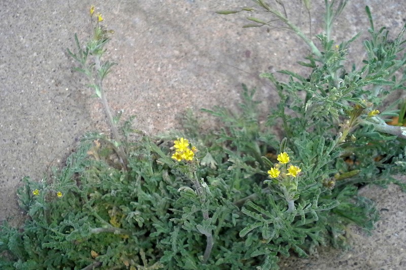 Blunt Tansymustard photo 5