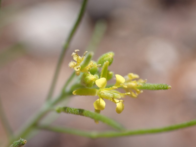 Blunt Tansymustard photo 6
