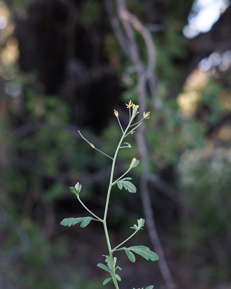 Blunt Tansymustard photo 7