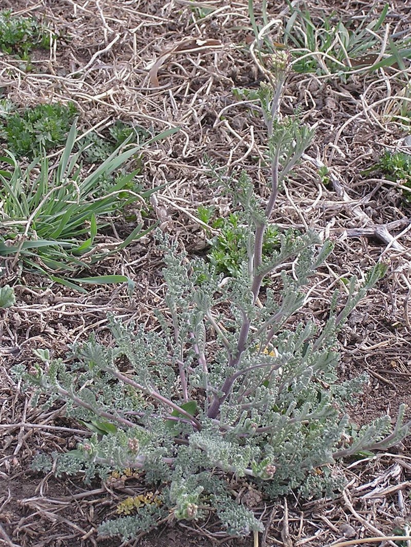 Western Tansymustard