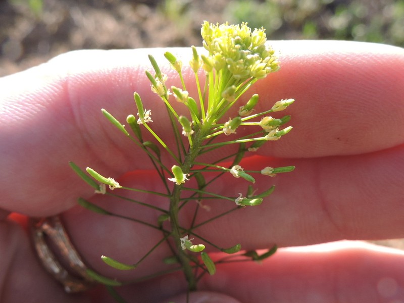 Western Tansymustard photo 2