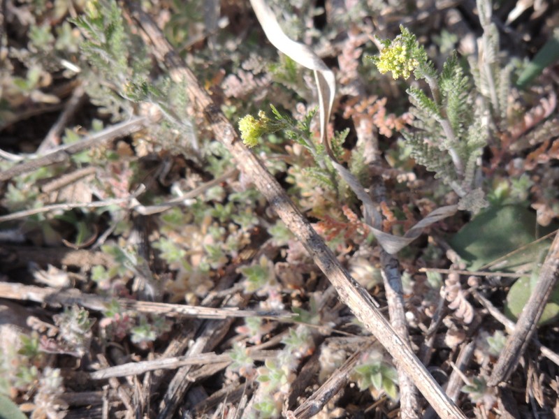 Western Tansymustard photo 3