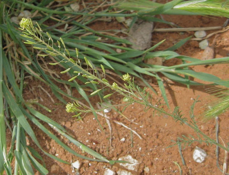 Western Tansymustard photo 4