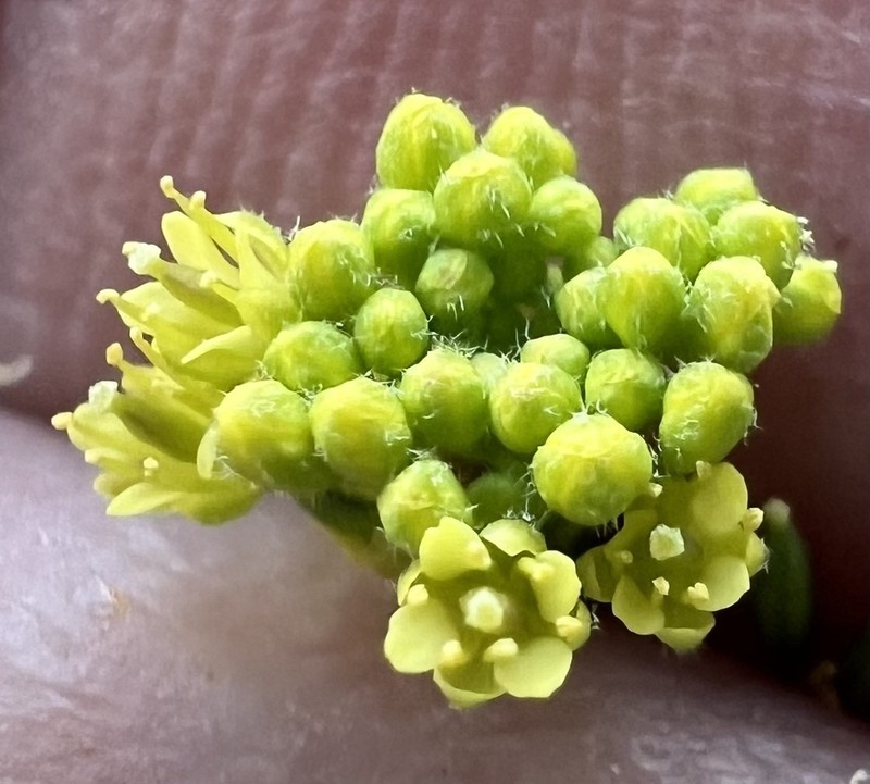 Western Tansymustard photo 5