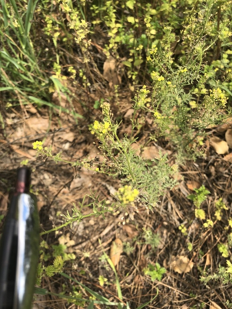 Western Tansymustard photo 6