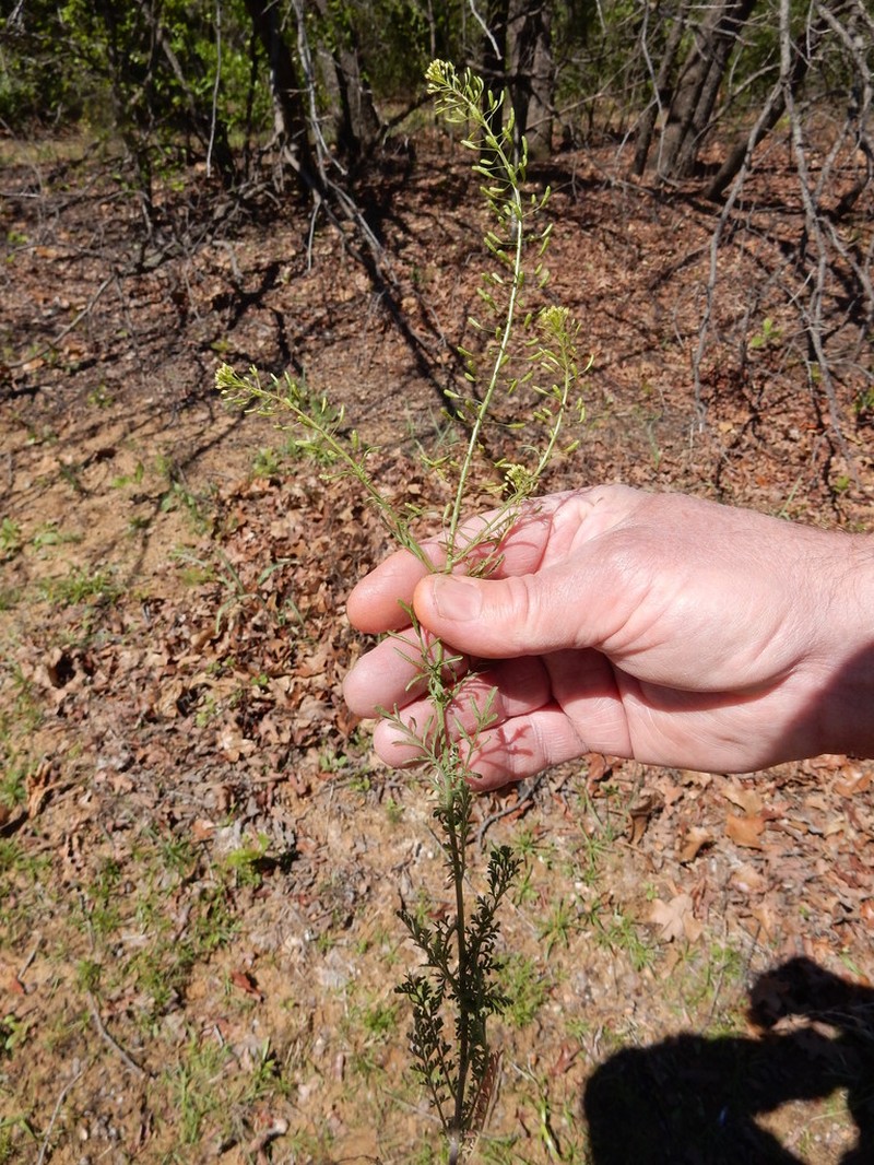 Western Tansymustard photo 7