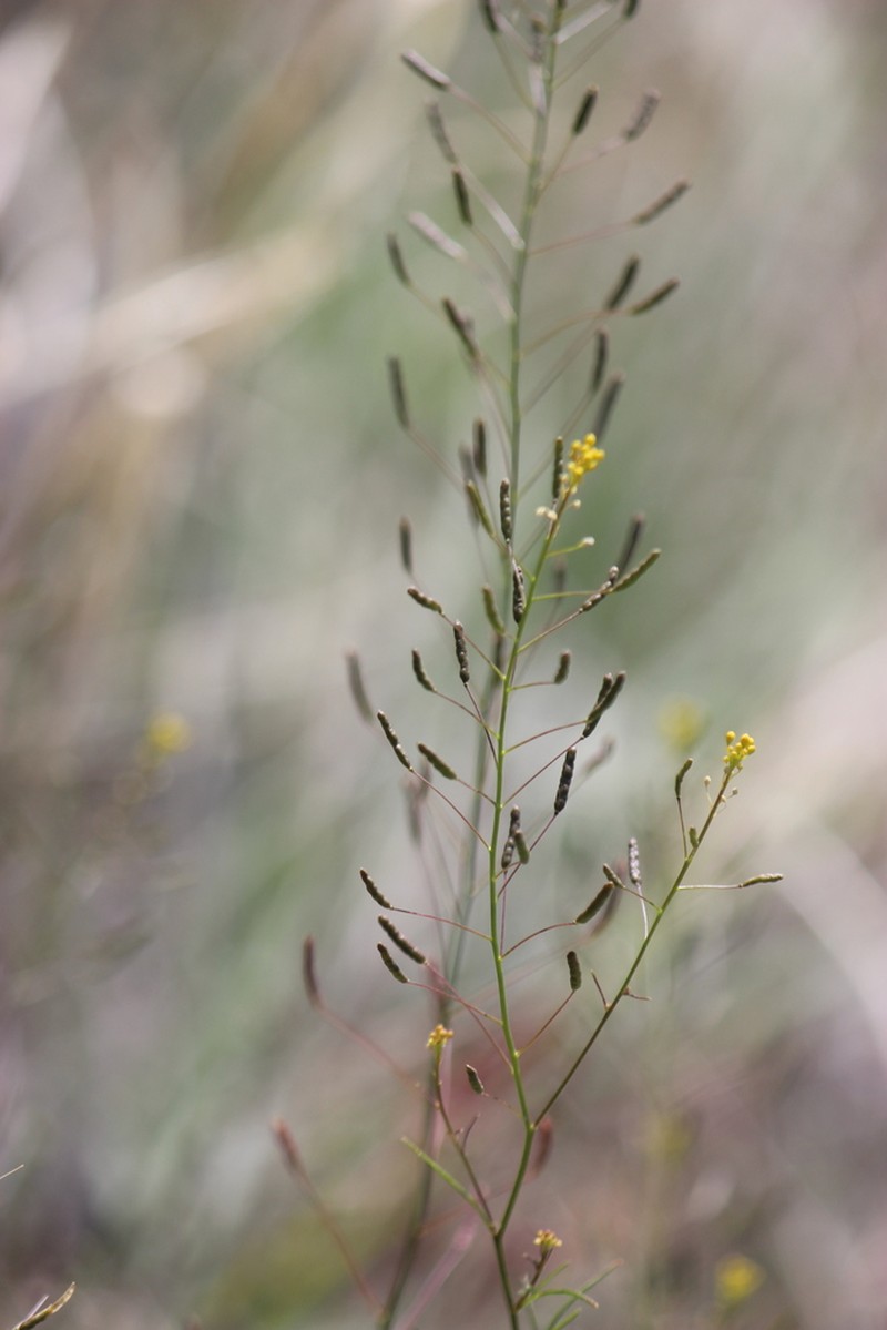 Western Tansymustard photo 8