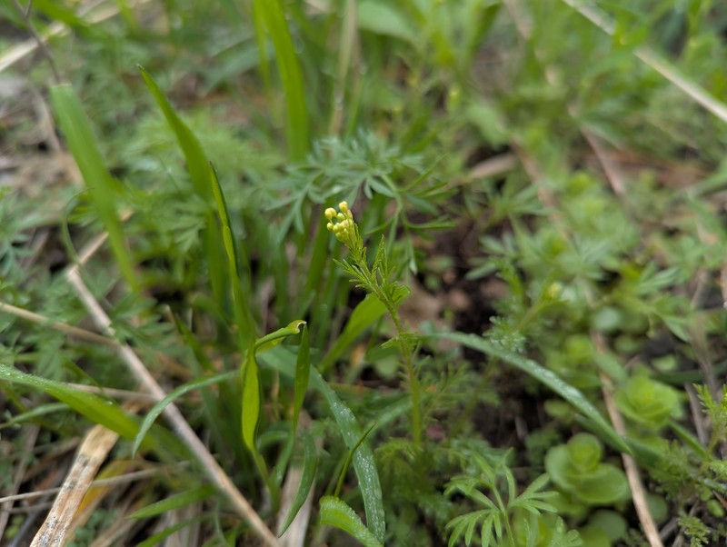 Villa Grove Tansymustard photo 4
