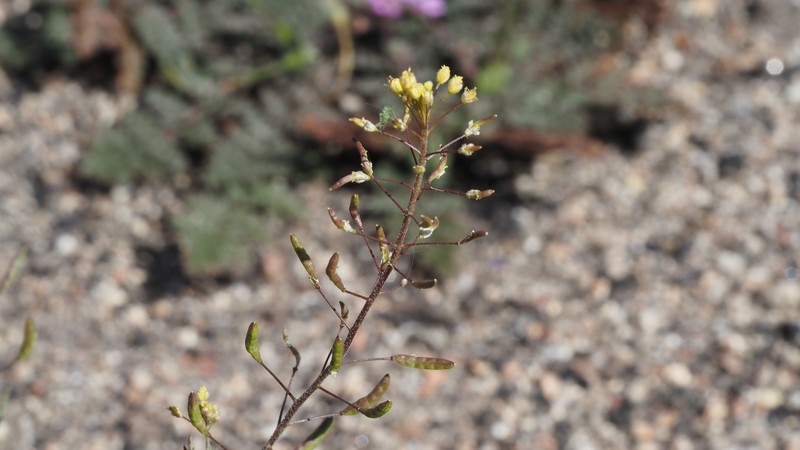 Villa Grove Tansymustard photo 5