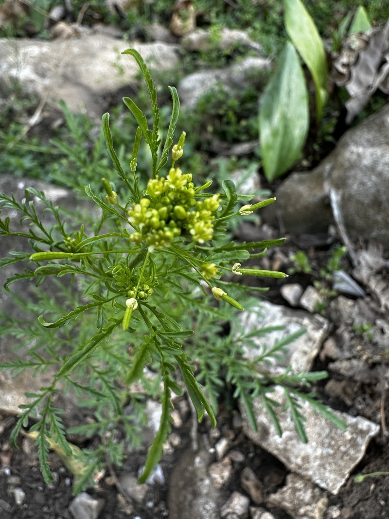 Villa Grove Tansymustard photo 7
