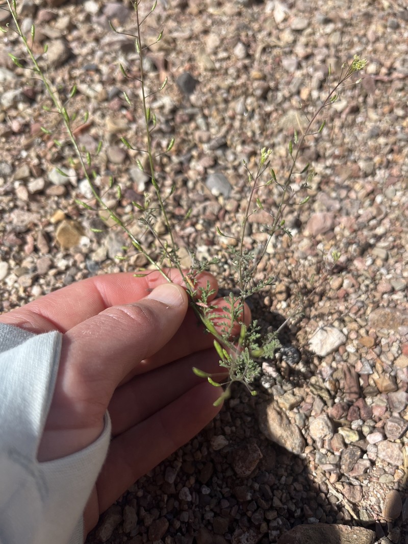 Descurainia pinnata subsp. glabra
