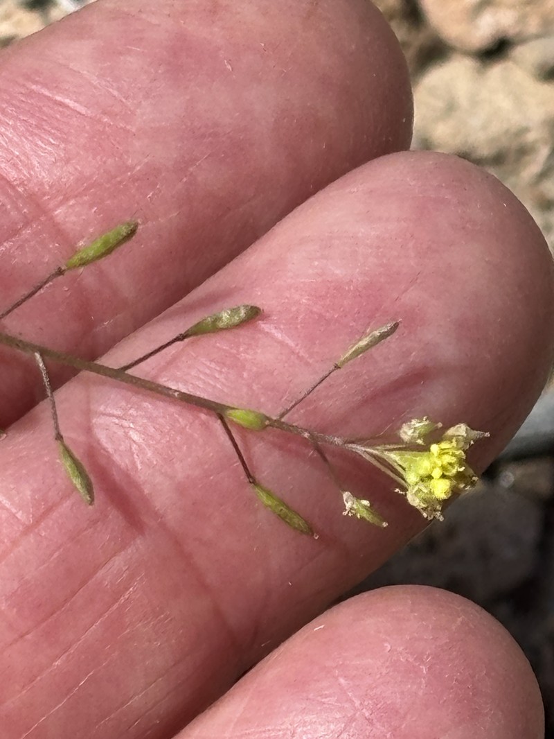 Descurainia pinnata subsp. glabra photo 2