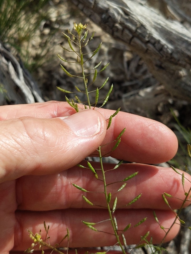Descurainia pinnata subsp. glabra photo 4