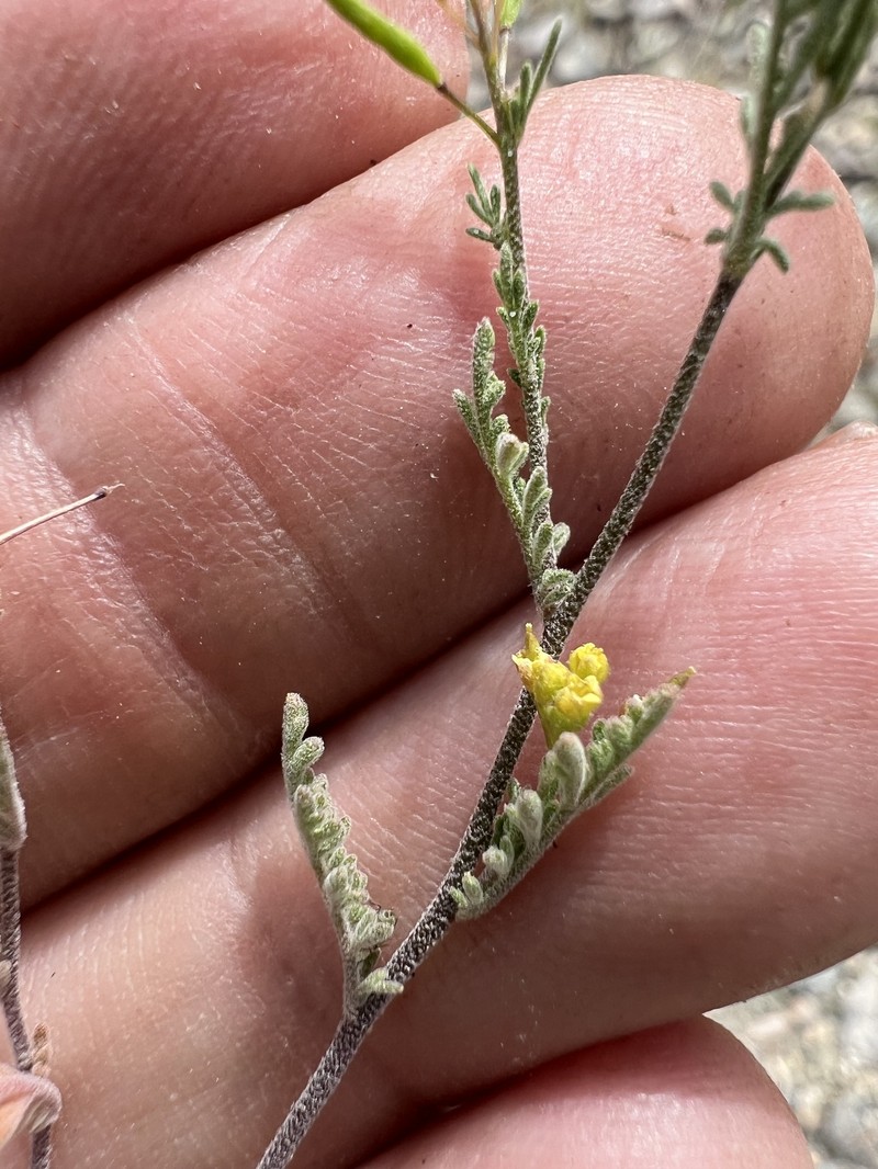 Descurainia pinnata subsp. glabra photo 5