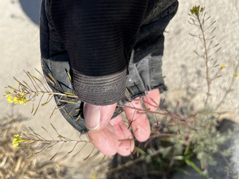 Descurainia pinnata subsp. glabra photo 6