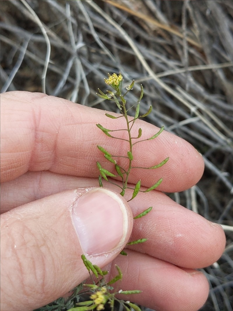Descurainia pinnata subsp. glabra photo 7