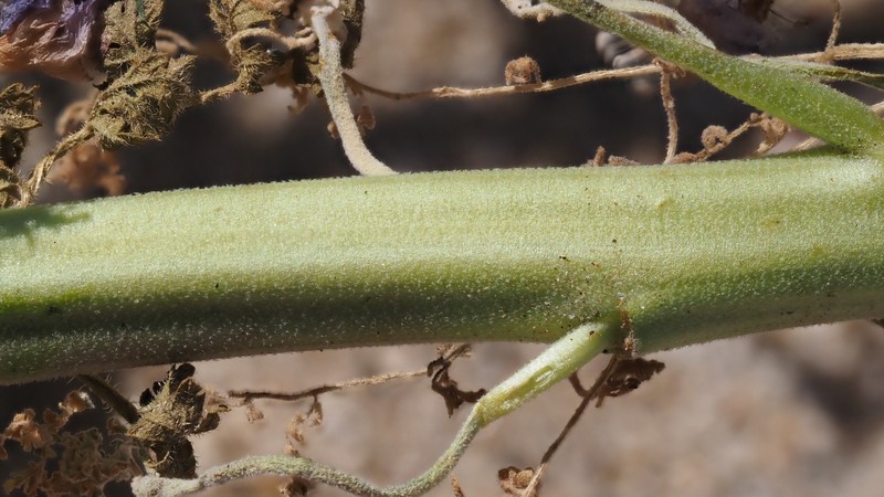 Descurainia pinnata subsp. glabra photo 8