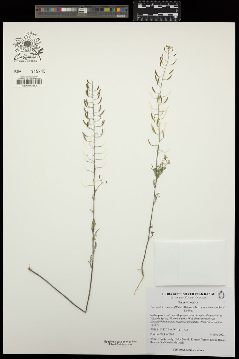Descurainia pinnata subsp. halictorum