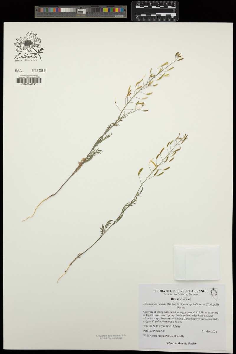 Descurainia pinnata subsp. halictorum photo 2