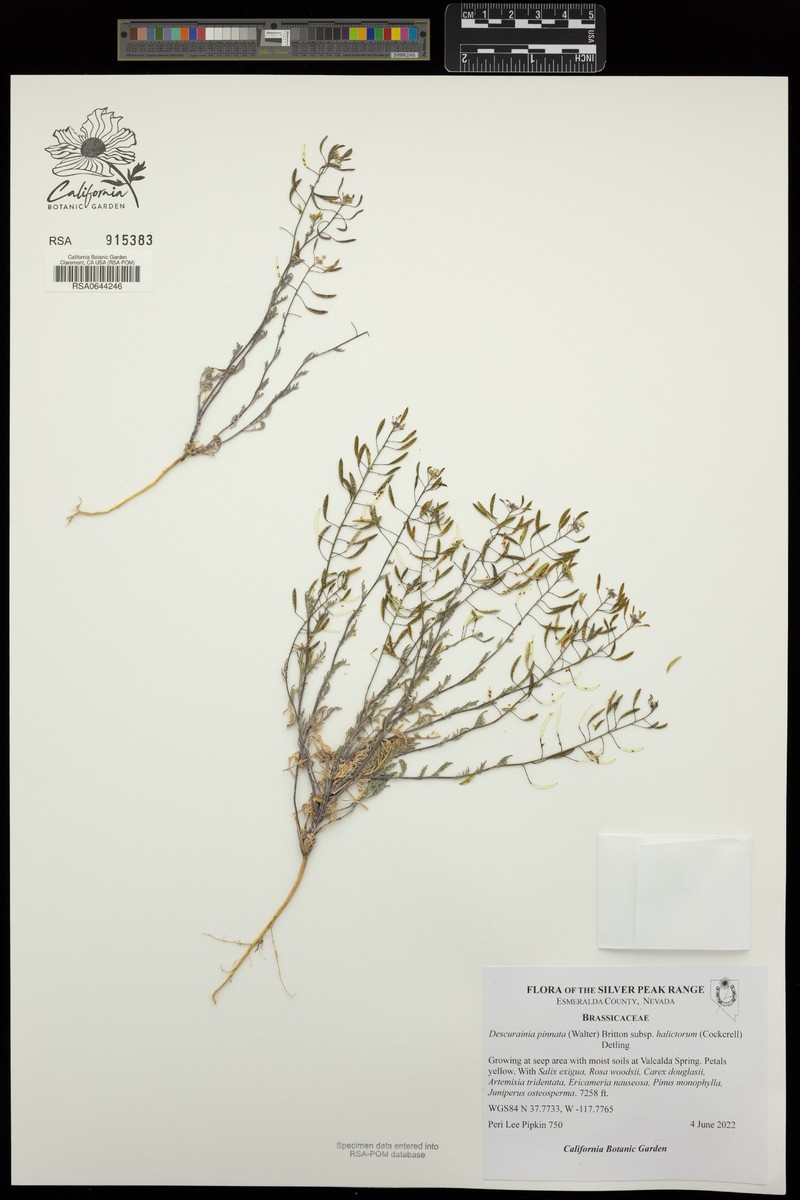 Descurainia pinnata subsp. halictorum photo 3