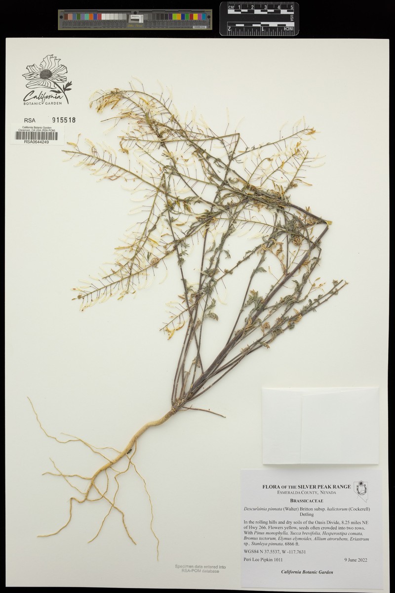 Descurainia pinnata subsp. halictorum photo 4