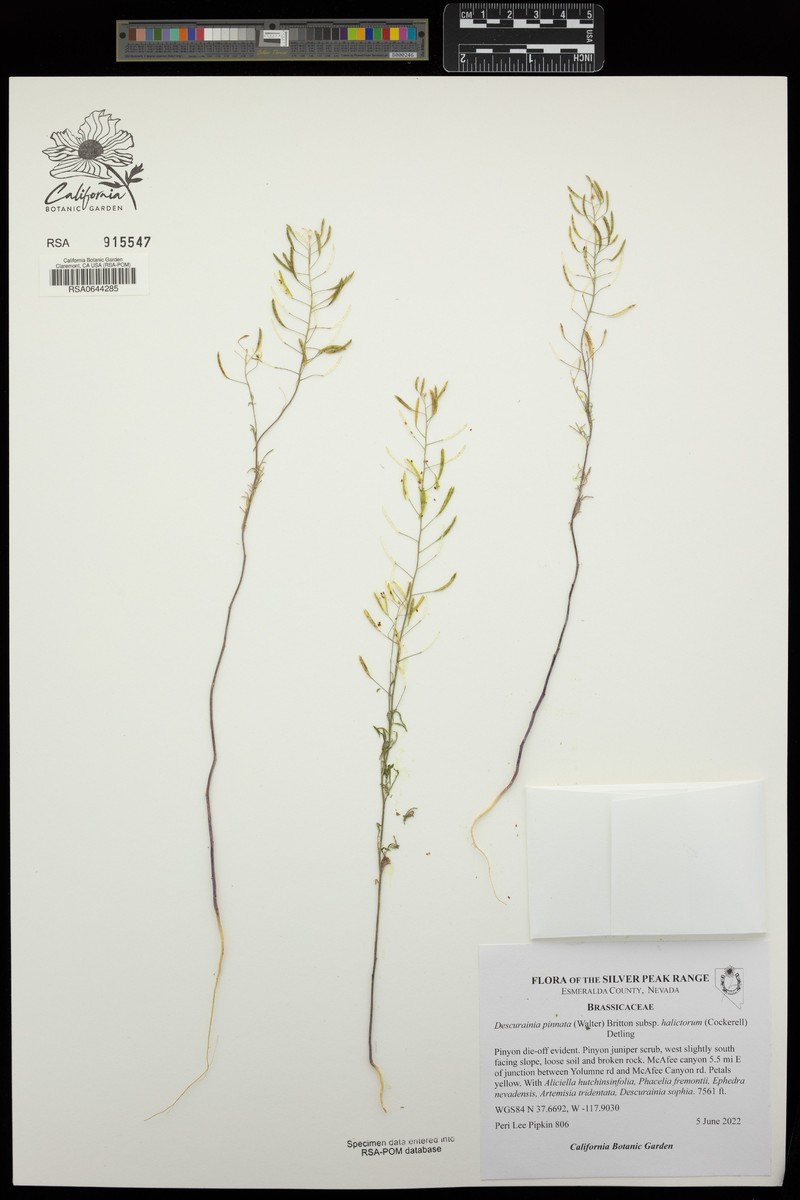 Descurainia pinnata subsp. halictorum photo 5