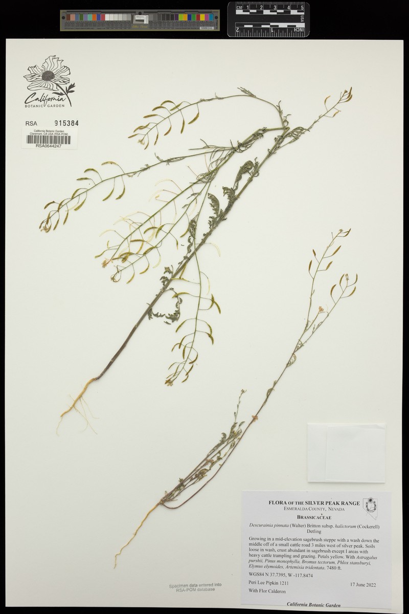 Descurainia pinnata subsp. halictorum photo 6