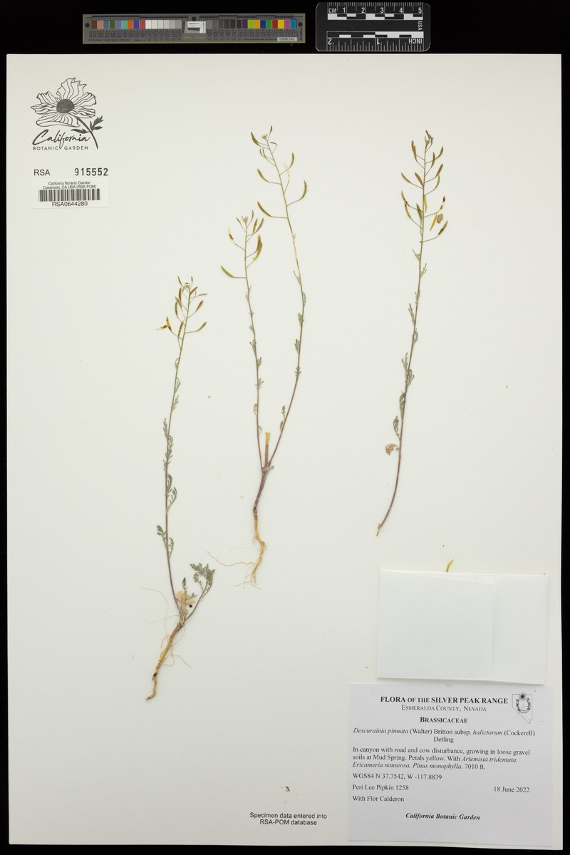 Descurainia pinnata subsp. halictorum photo 7