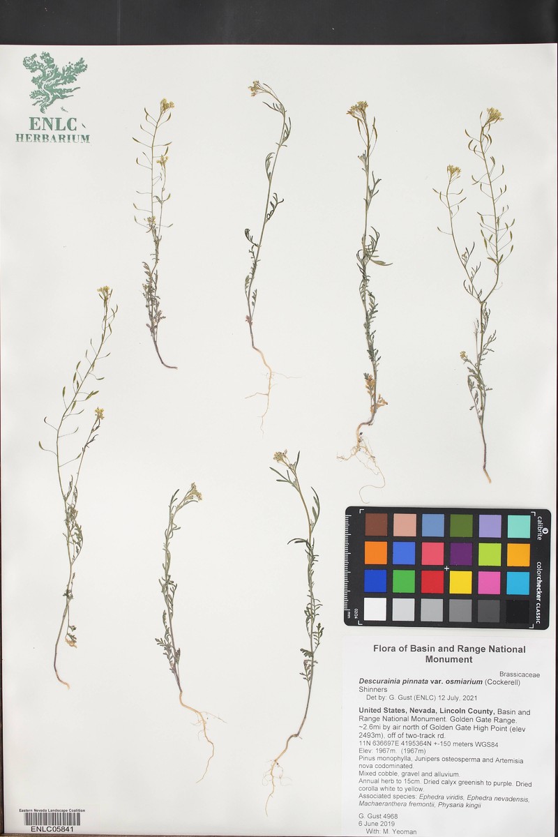 Descurainia pinnata subsp. halictorum photo 8