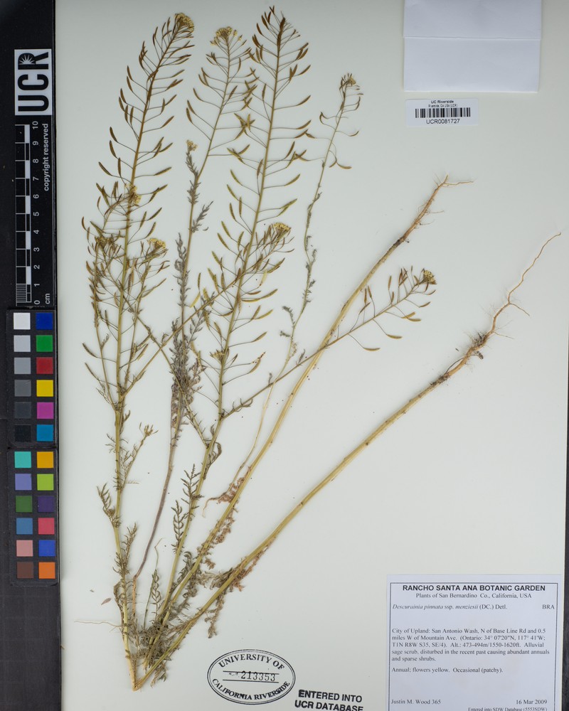 Descurainia pinnata subsp. menziesii