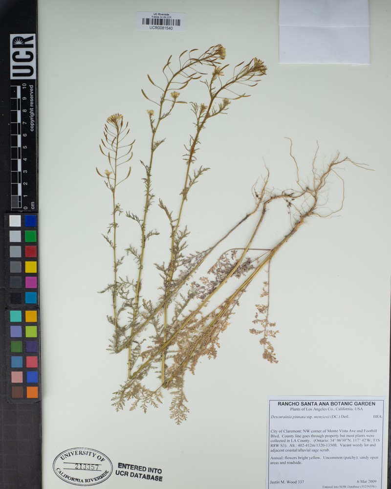 Descurainia pinnata subsp. menziesii photo 2