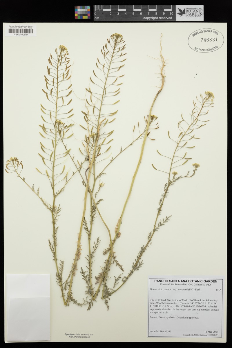 Descurainia pinnata subsp. menziesii photo 3