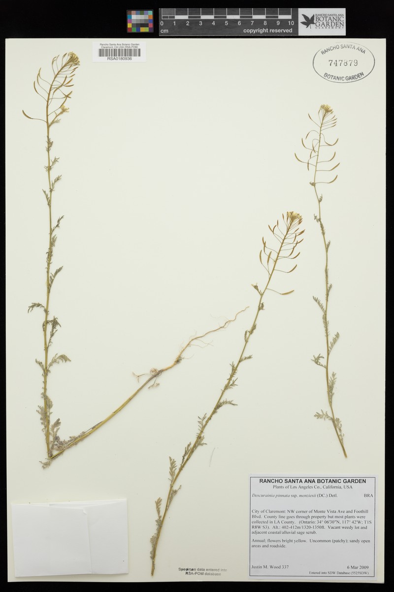Descurainia pinnata subsp. menziesii photo 4