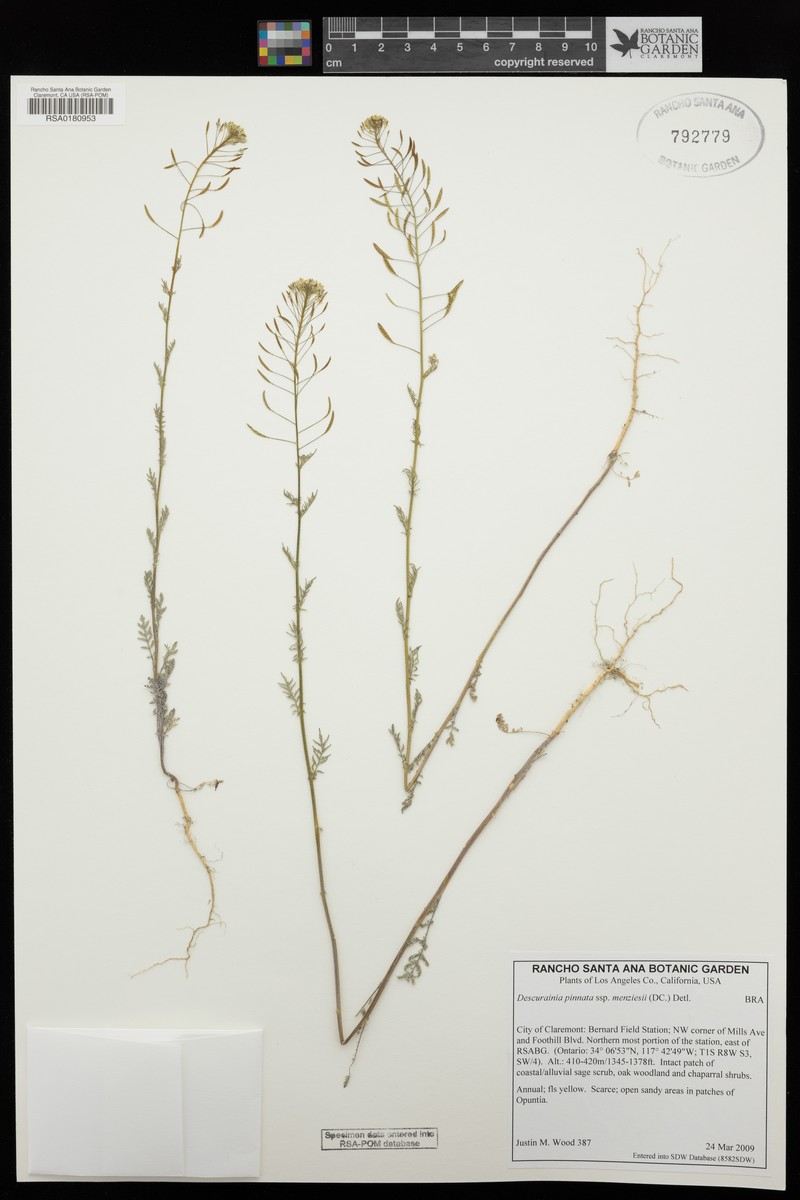 Descurainia pinnata subsp. menziesii photo 5