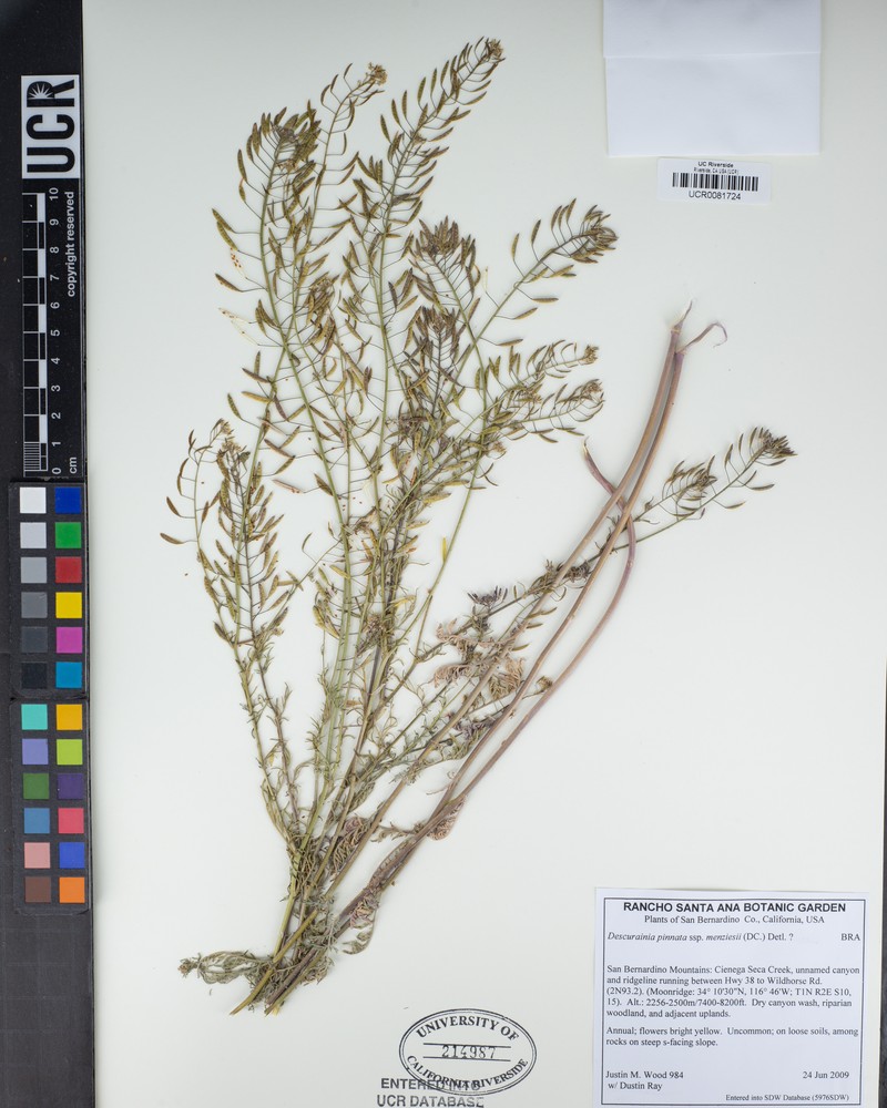 Descurainia pinnata subsp. menziesii photo 6