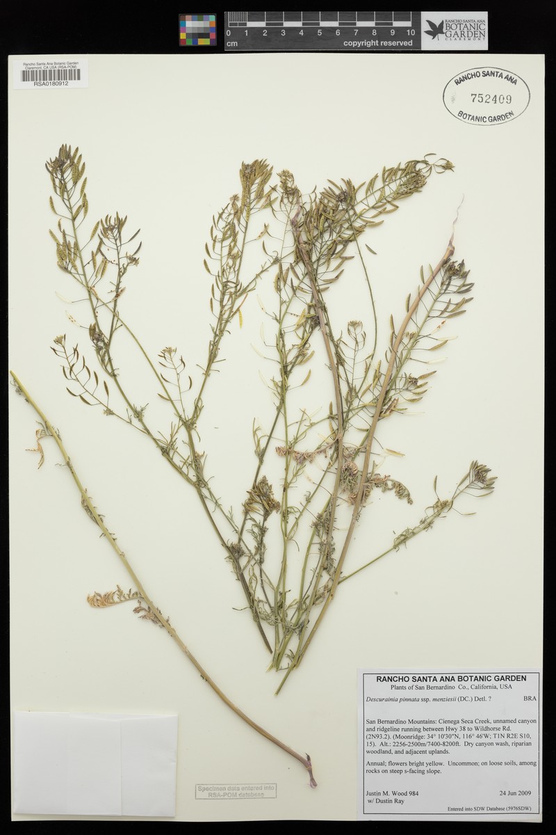 Descurainia pinnata subsp. menziesii photo 7