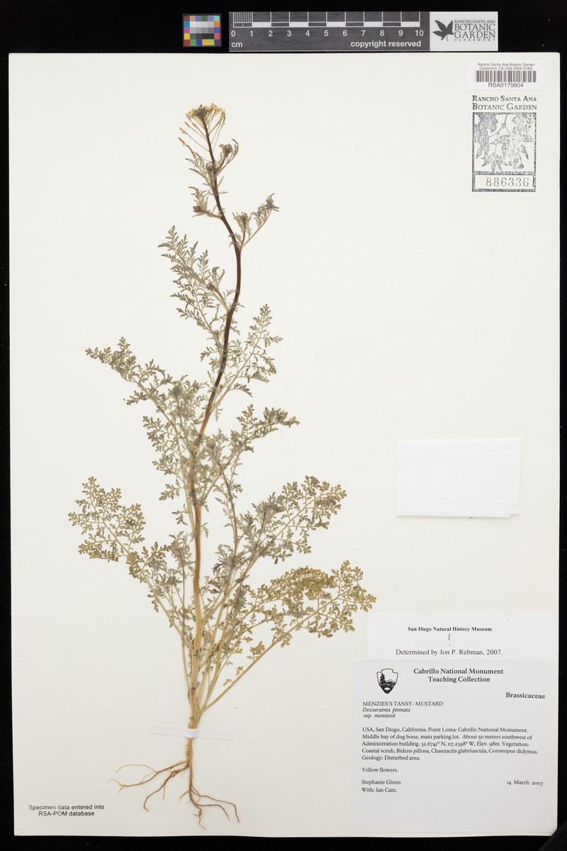 Descurainia pinnata subsp. menziesii photo 8