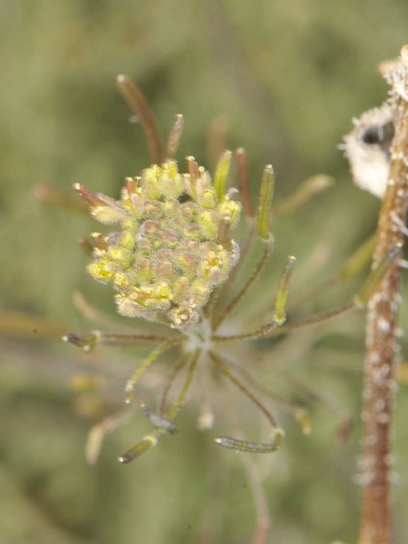 Descurainia pinnata subsp. ochroleuca