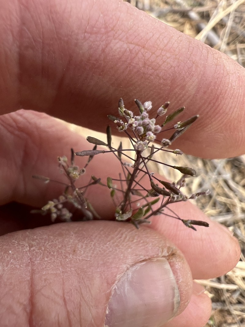 Descurainia pinnata subsp. ochroleuca photo 2